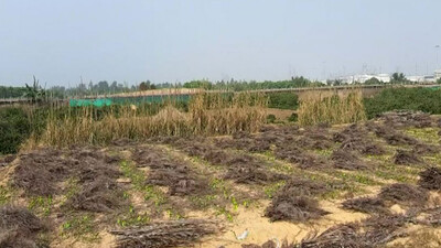 Demolished Betel Vines In Dhinkia