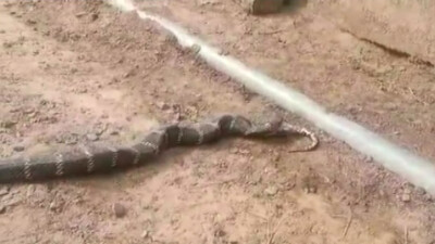 King Cobra Devours Python