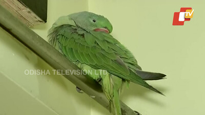 Smiles Fade For Coco’s Pet Parents As Forest Dept Seizes Parrot A Day After Family Reunion
