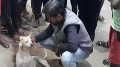 Bhubaneswar Youth 'Shoots Dead Stray Dog For Eating Chicken', Booked