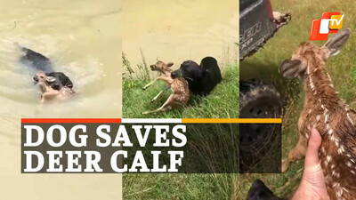 Dog Saves Deer Calf Dog Saves Deer Calf
