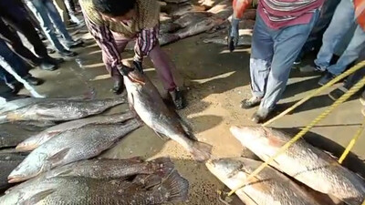 Fishermen Net Exotic Fish Haul Worth Rs 2 Crore Off Odisha-WB Coast