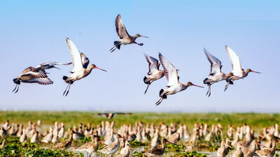 Chilika Lake 