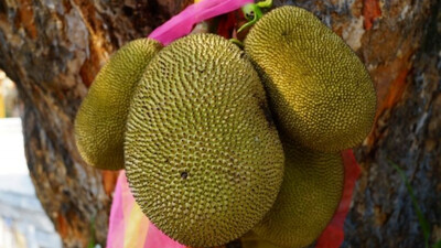 Odisha Plans Largescale Production Of Jackfruit