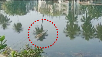 Gharial Rescued From Puri Main Canal In Bhubaneswar  #Watch