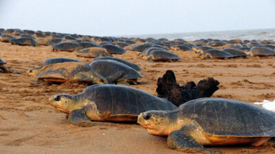 Olive Ridley Turtle