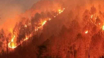 Forest Fire