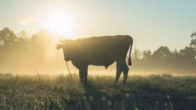 Two test positive for Brucellosis in Kerala