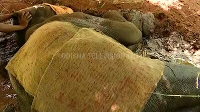 Another elephant shot at by poachers in Cuttack forest