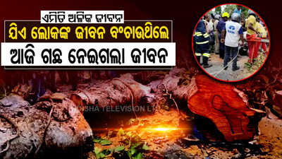 Tree Branch Falls Fire Personel Dead