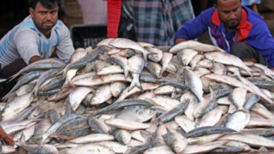 Bird flu in Puri; Cuttack and Bhubaneswar residents now opt for fish over chicken