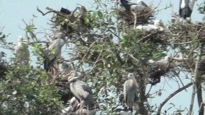 Bird census