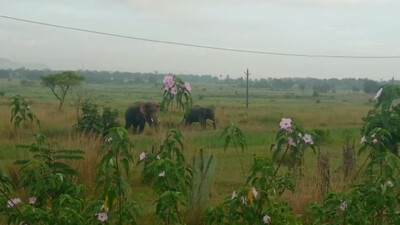 Tusker found dead in Dhenkanal