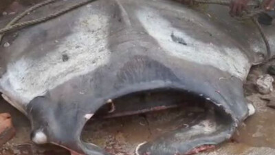 Fishermen net giant 2-ton stingray off Odisha’s Jaleswar coast, huge crowd gathers on shore