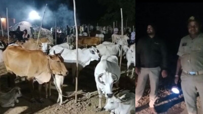 Spread of Lumpy skin disease in Odisha worries cattle grazers 