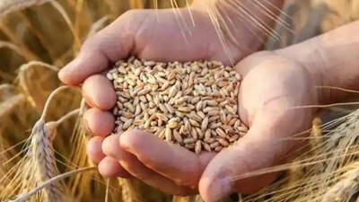 Govt buys 266 lakh tonnes of wheat at MSP; Rs 61 lakh crore credited to farmers' accounts