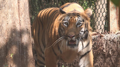 Tigers