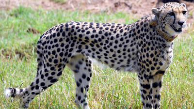 Cheetah casualties natural, says Union Ministry; wildlife experts opine radio collar problems not new