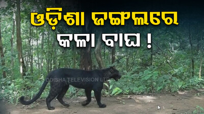 Tiger Spotted