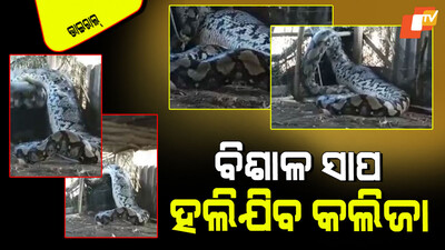 Huge python snake found in village 