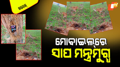 snake out of its hole watch funny viral video