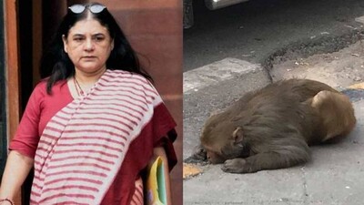 Injured-Monkey