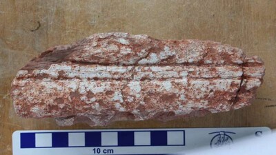 Jurassic-fossil-shows-missing-link-in-crocodile-family-tree