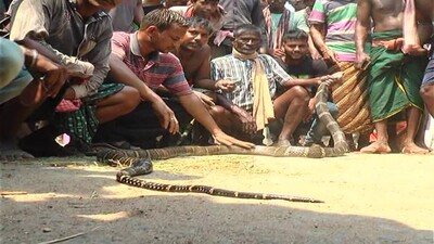 KING COBRA