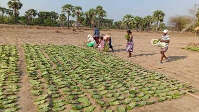 Kendu-Leaf-pluckers