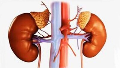Kidney