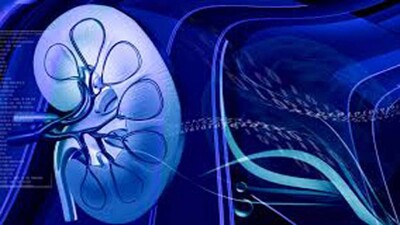 Kidney