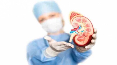 Kidney