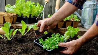 Kitchen-Garden
