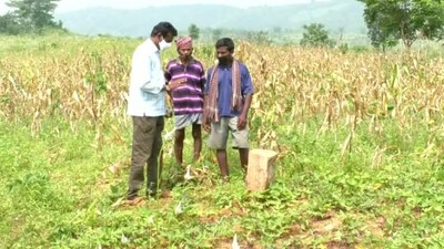Koraput