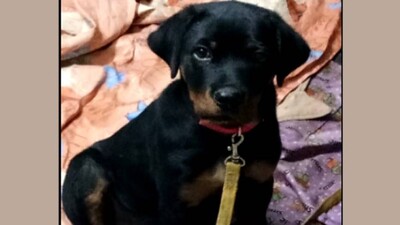 Laden-The-Dog