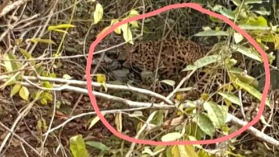 Odisha: PCCF Orders Probe After Leopard Caught In Trap Dies In Ganjam