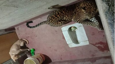 Leopard-Dog