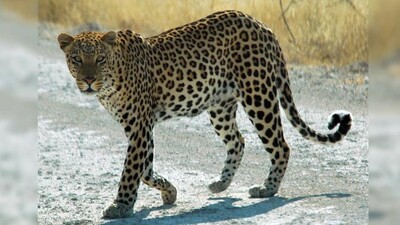 India's Leopard Population Increased To Over 12,000 In 2018, Odisha Among States With Highest Count