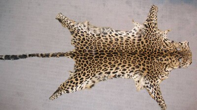 Leopard Skin