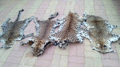 Leopard-skin-smuggling