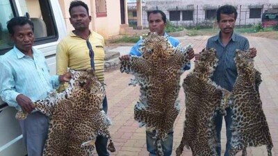 Animal Poaching