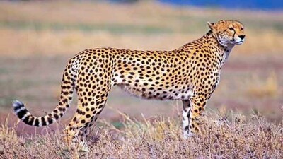 Leopard