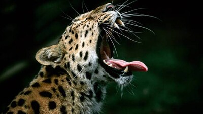 Leopard