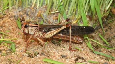 Locust