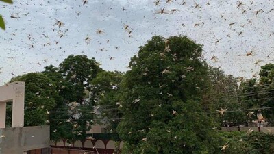 Locust-attack