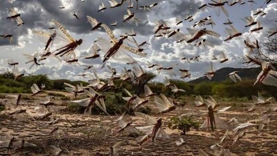 Locust