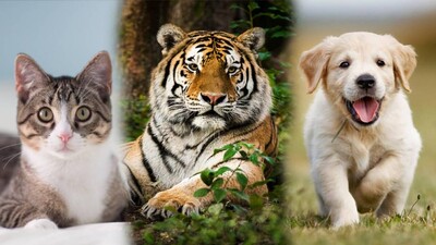 Mammals Could Be Susceptible To COVID Virus, Know Details