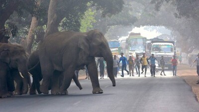 Man-Animal-Conflict