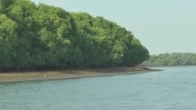 Mangroves