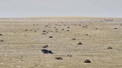 Migratory-birds